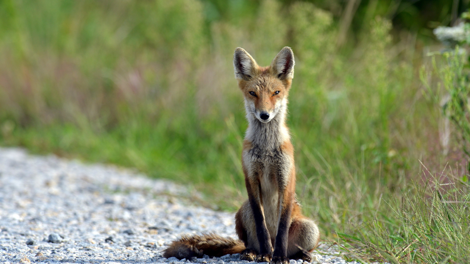 wild, redfox, path, tree, grass, forest