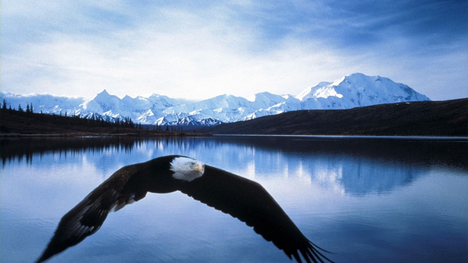 eagle, bird, wild, tree, bench, lake