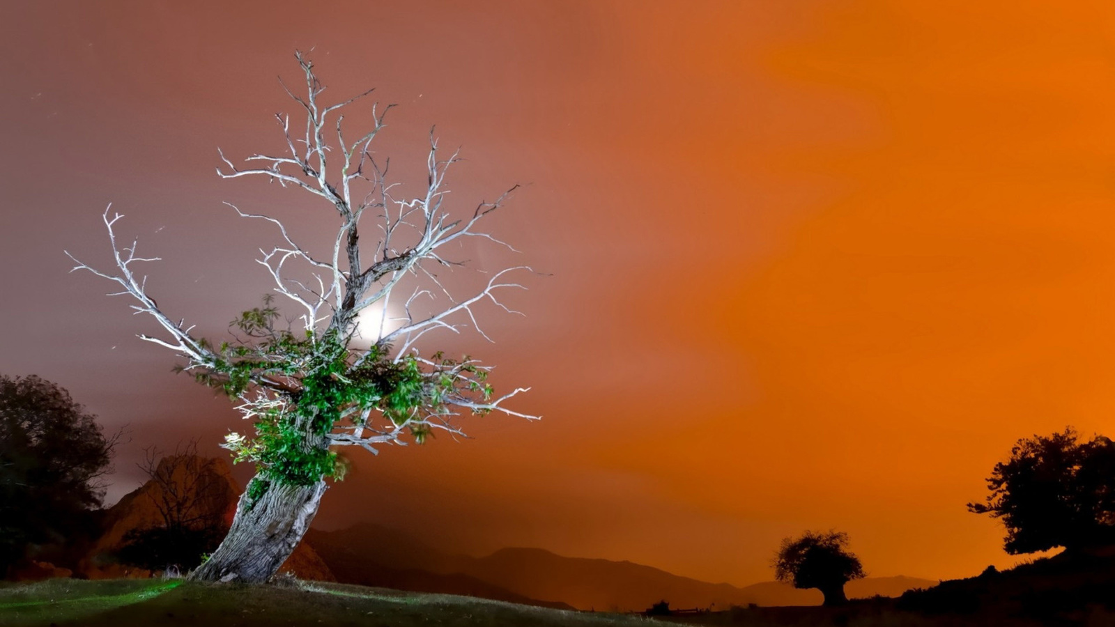 tree, sky, purple, clouds