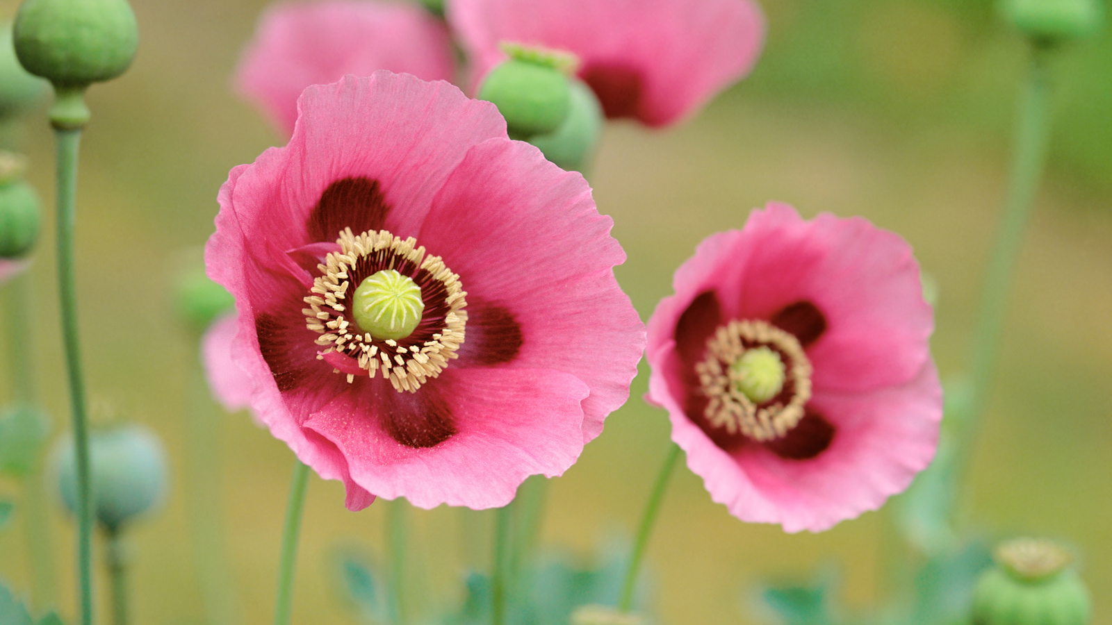 poppies, pink, branch, fields