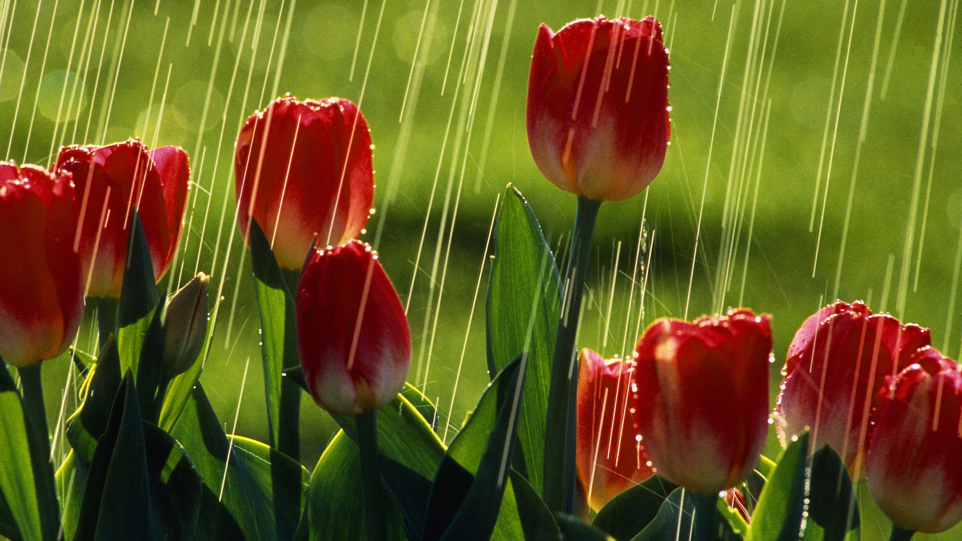 tulips, flower, red, rain, water, field