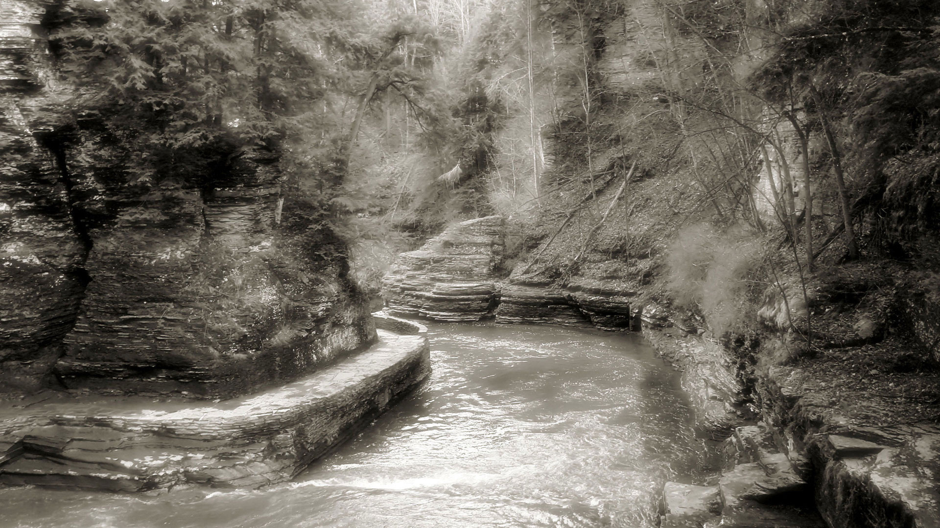 river, tree, black, white, water