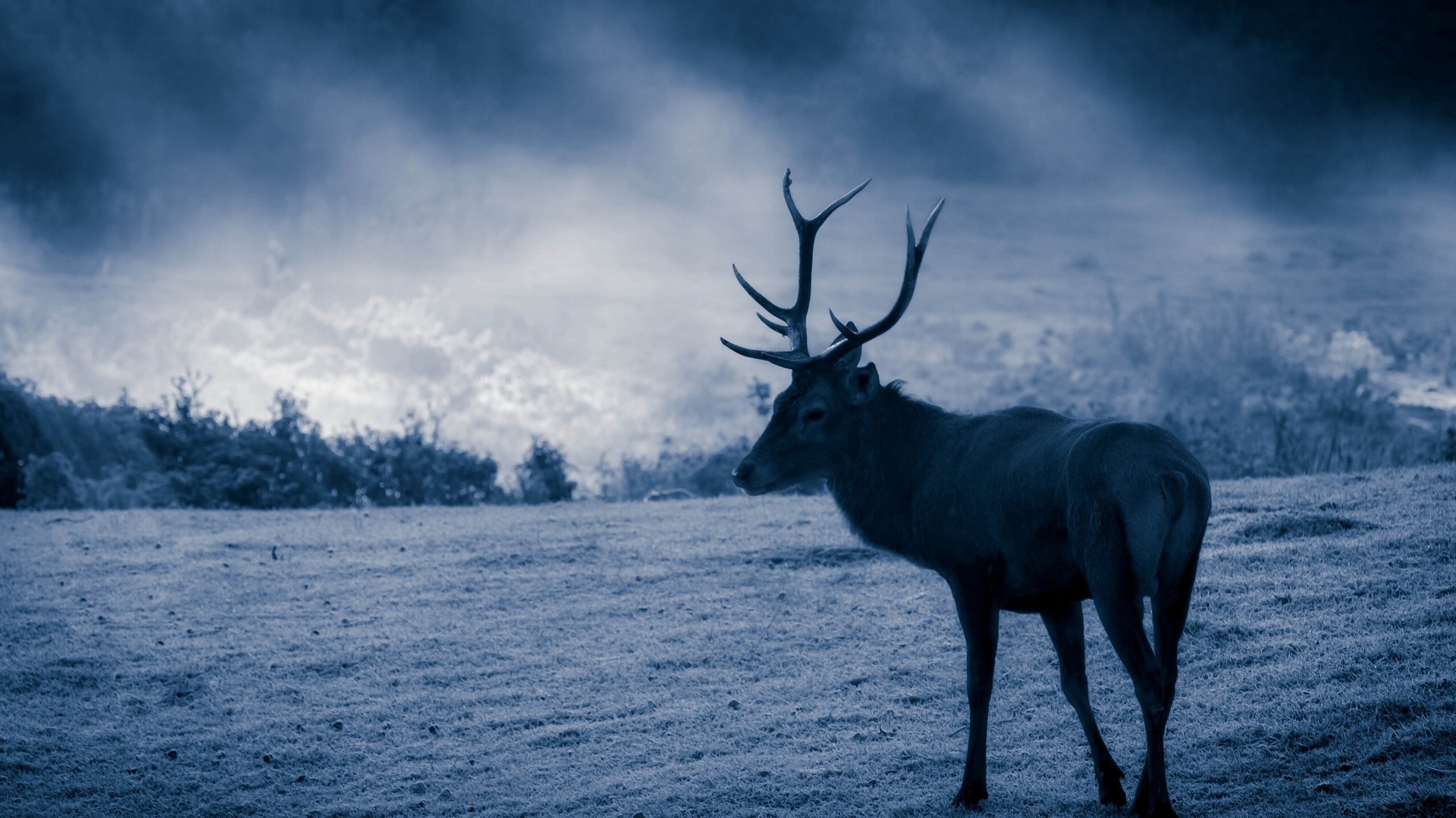 deer, sunlight, sky, clouds, wild