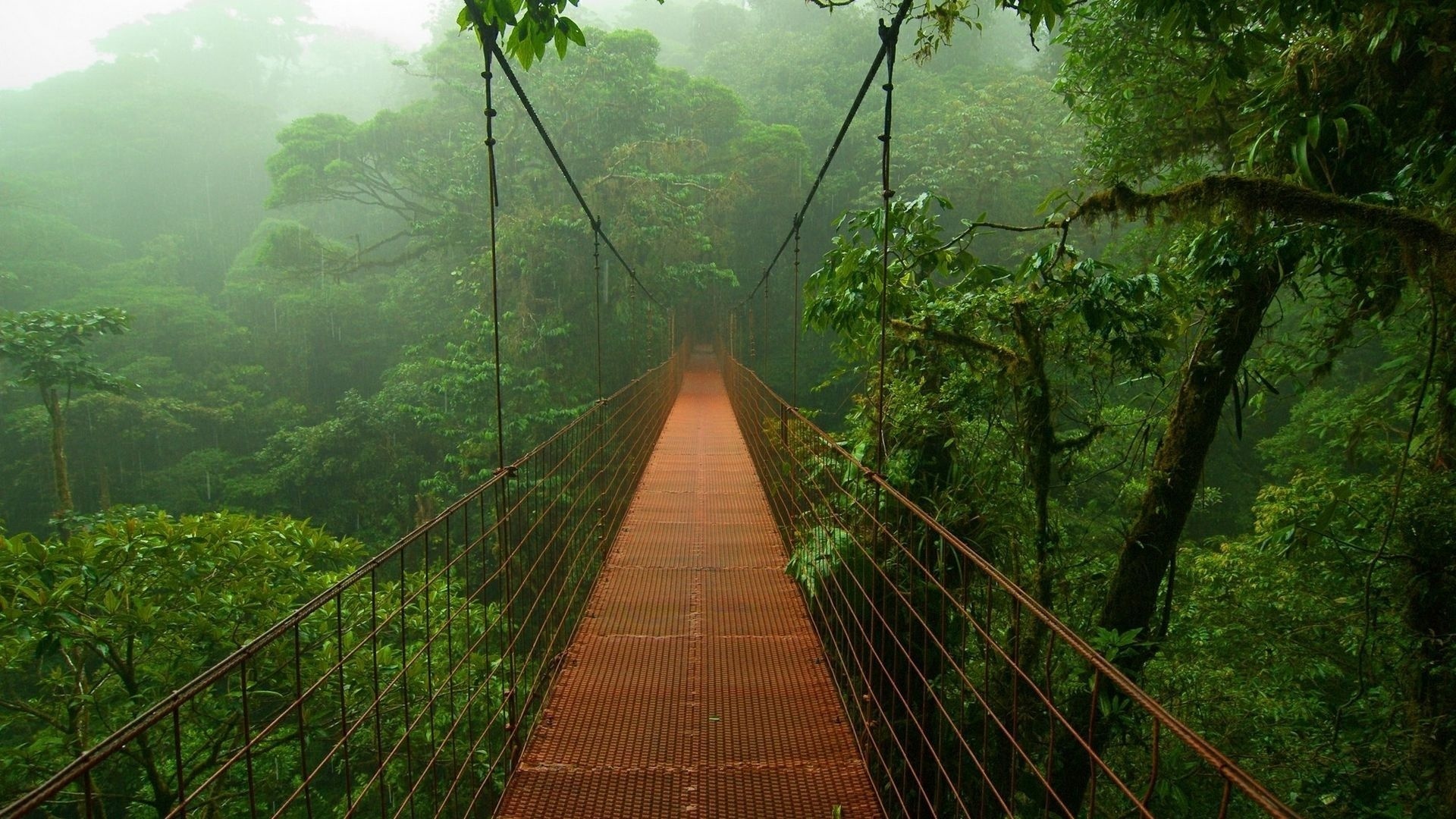 bridge, jungle, tree, green