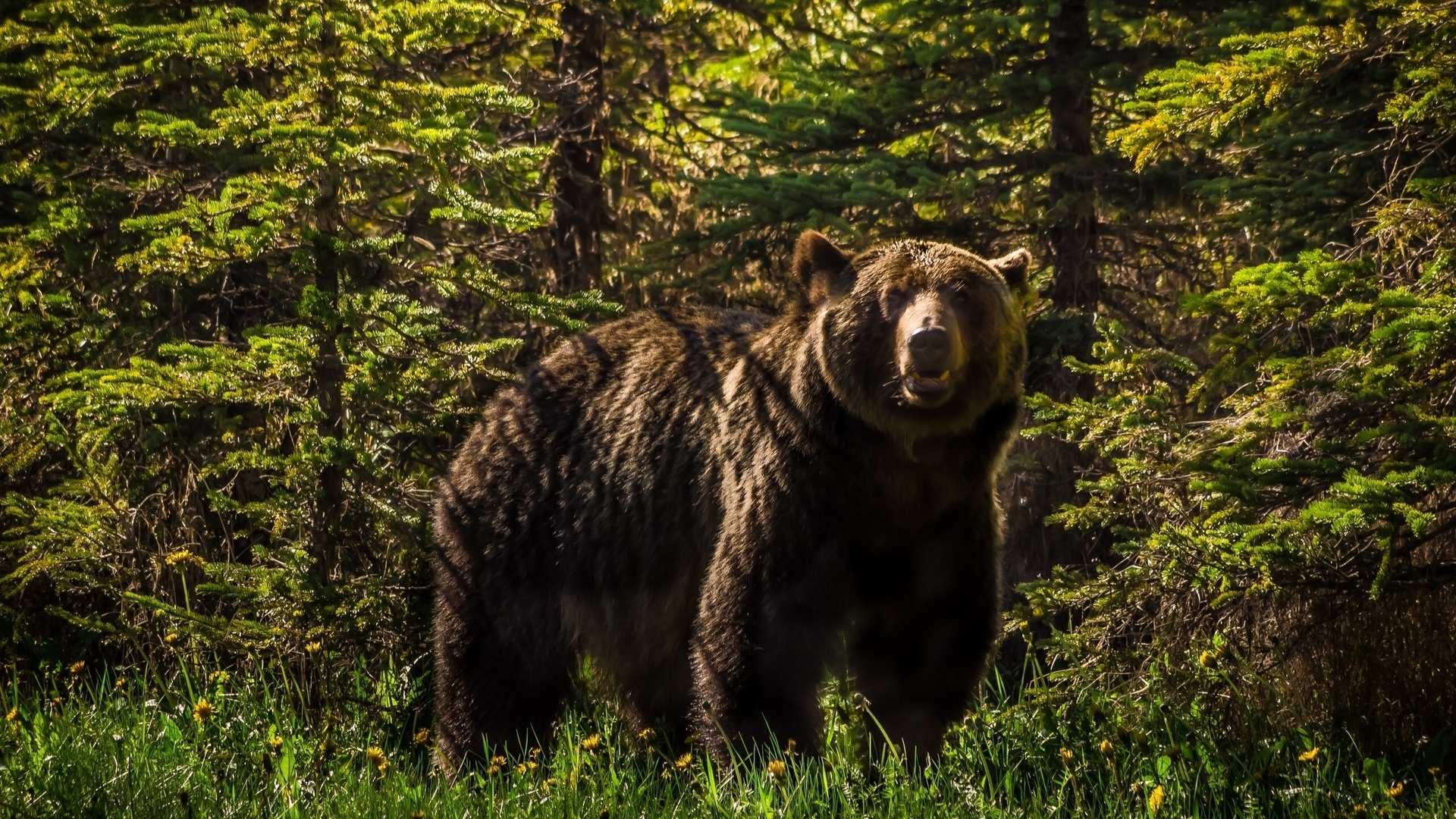 bear, forest, tree, grey, forest