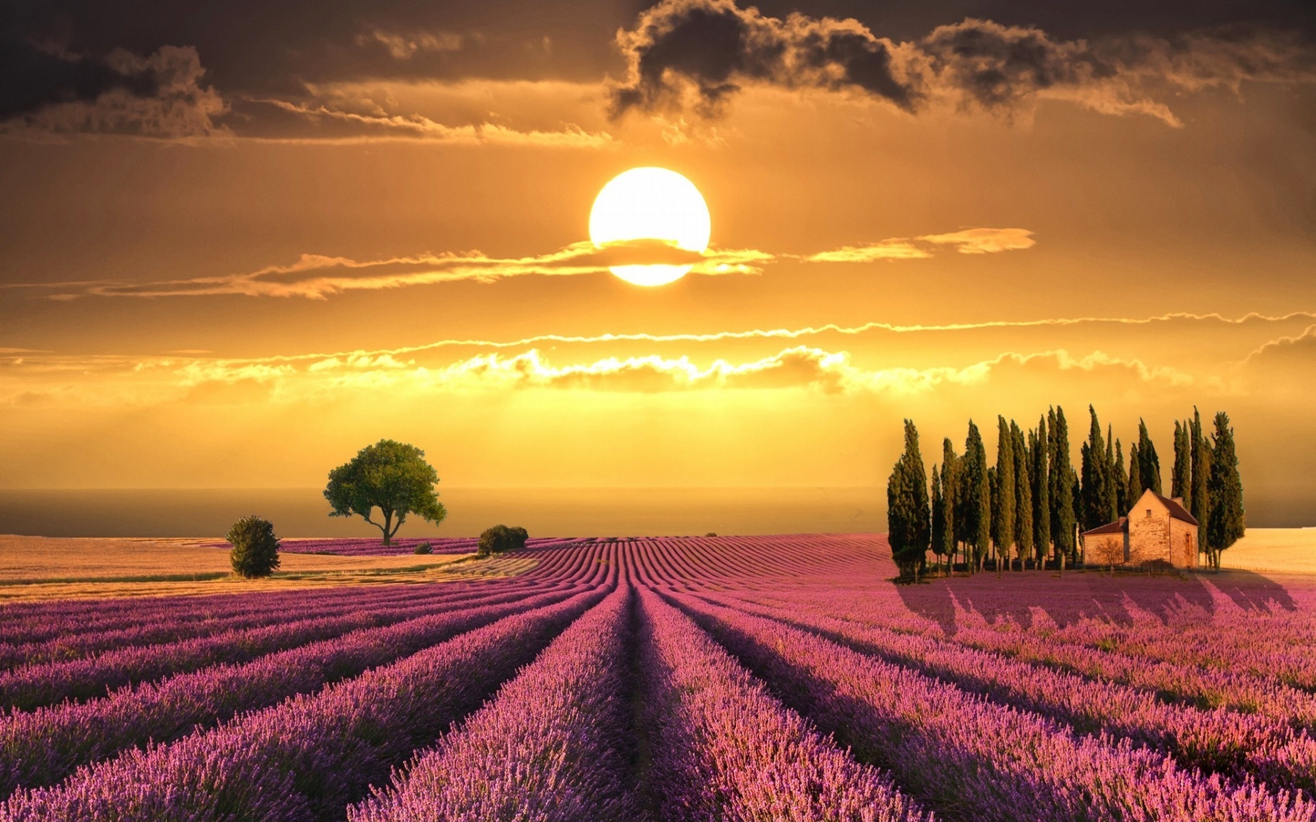 field, tree, grass, path, sky, clouds, sun