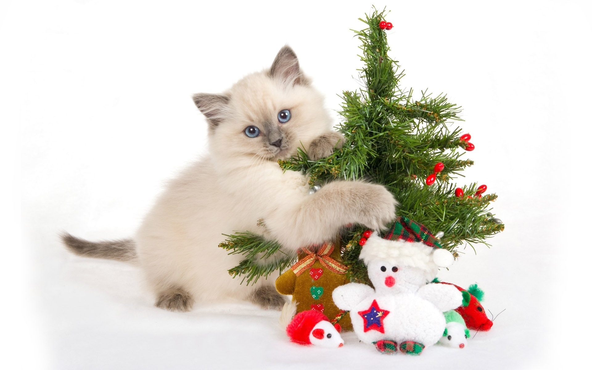 christmas, tree, snow, merri christmas, cat