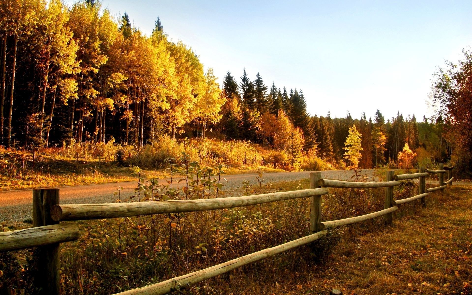 road, tree, path, fence, sky