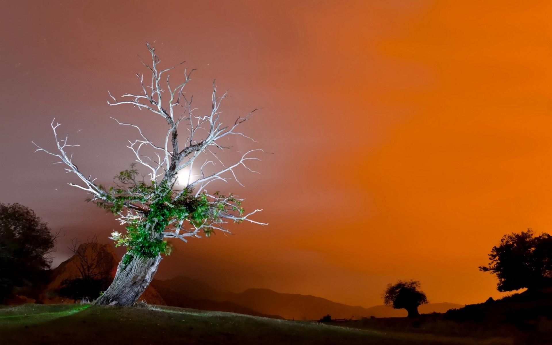 tree, sky, purple, clouds