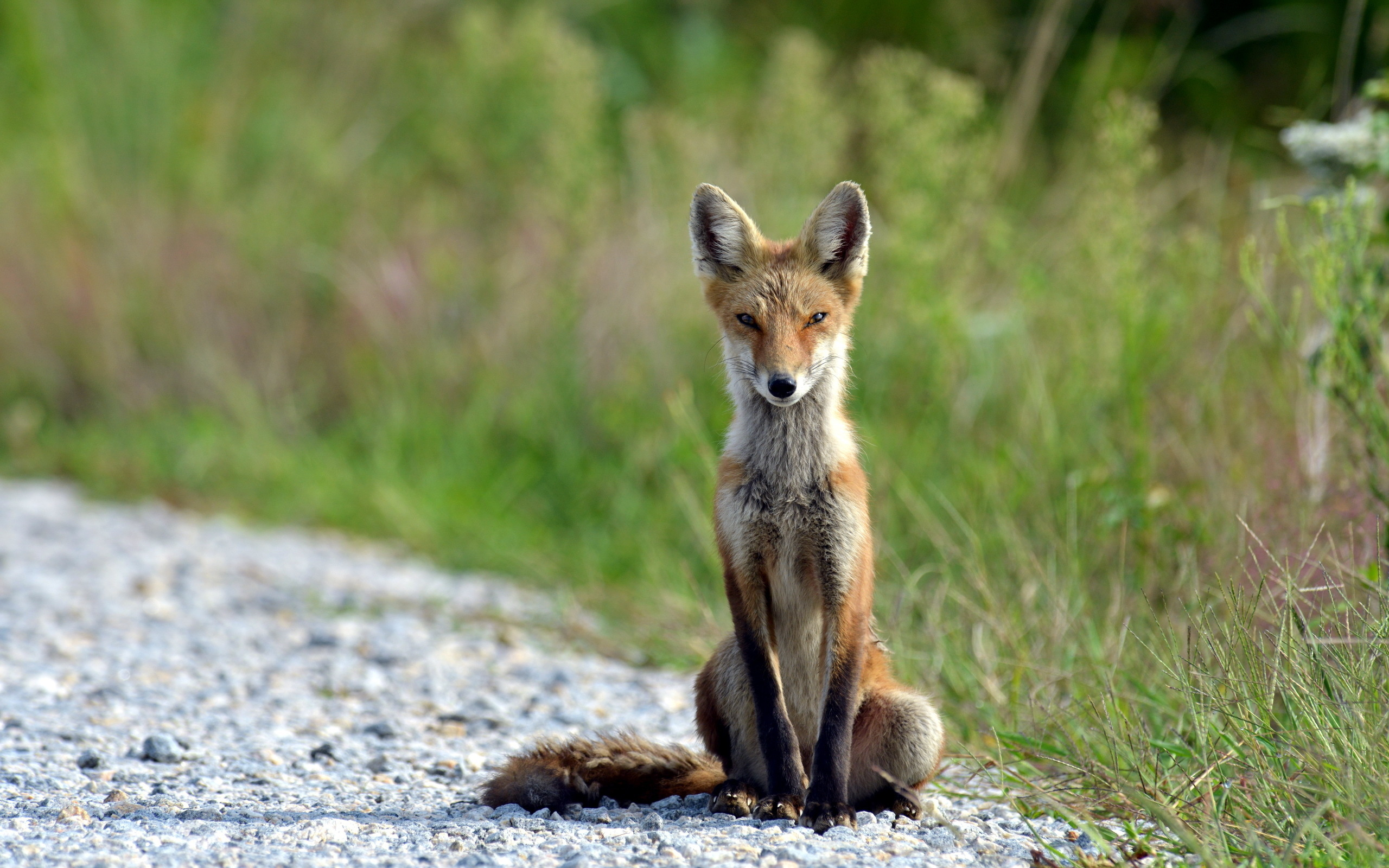 wild, redfox, path, tree, grass, forest