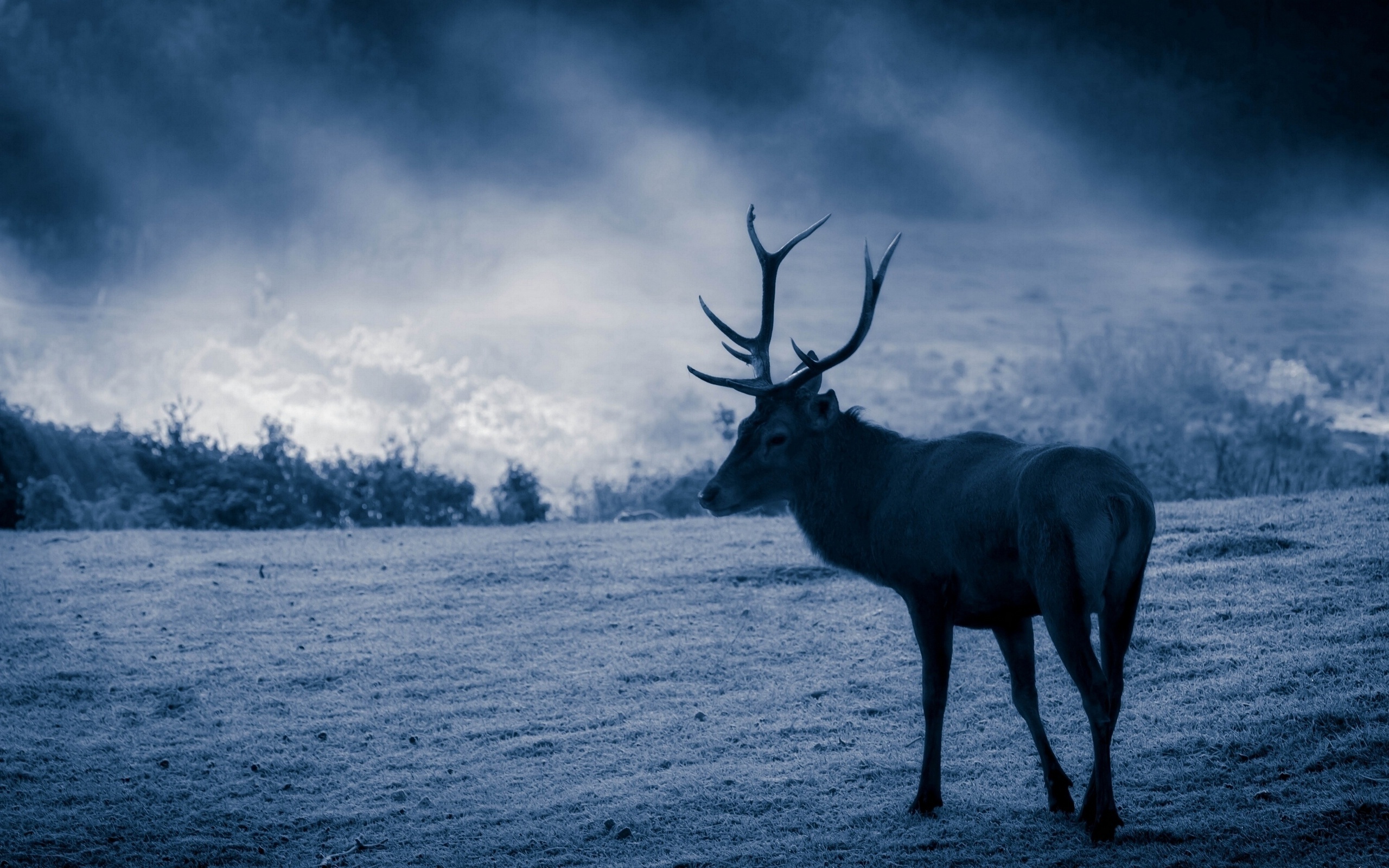 deer, sunlight, sky, clouds, wild