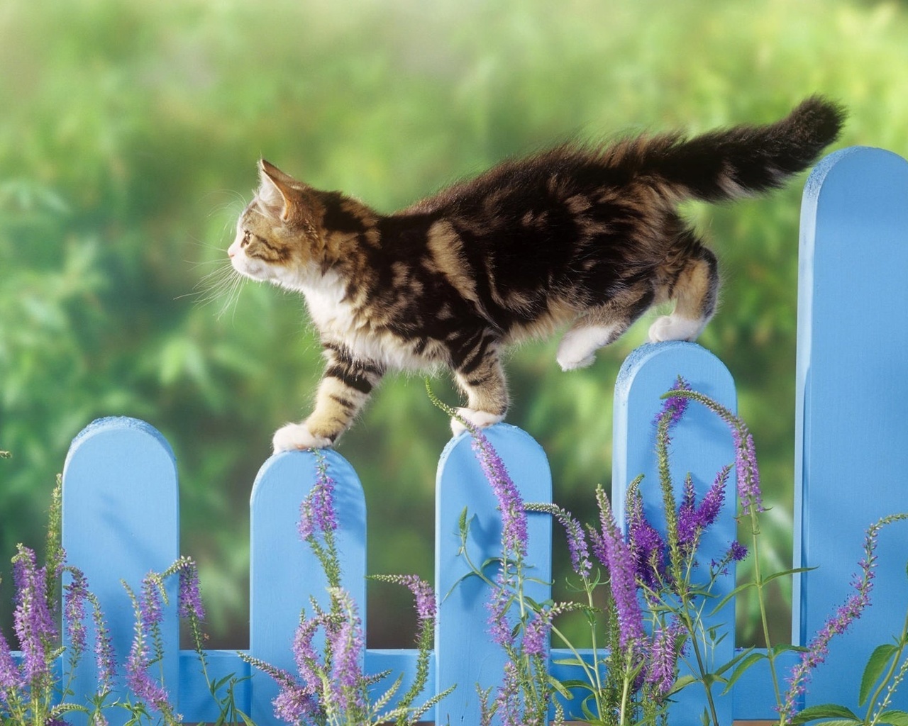 cat, fence, grass, tree