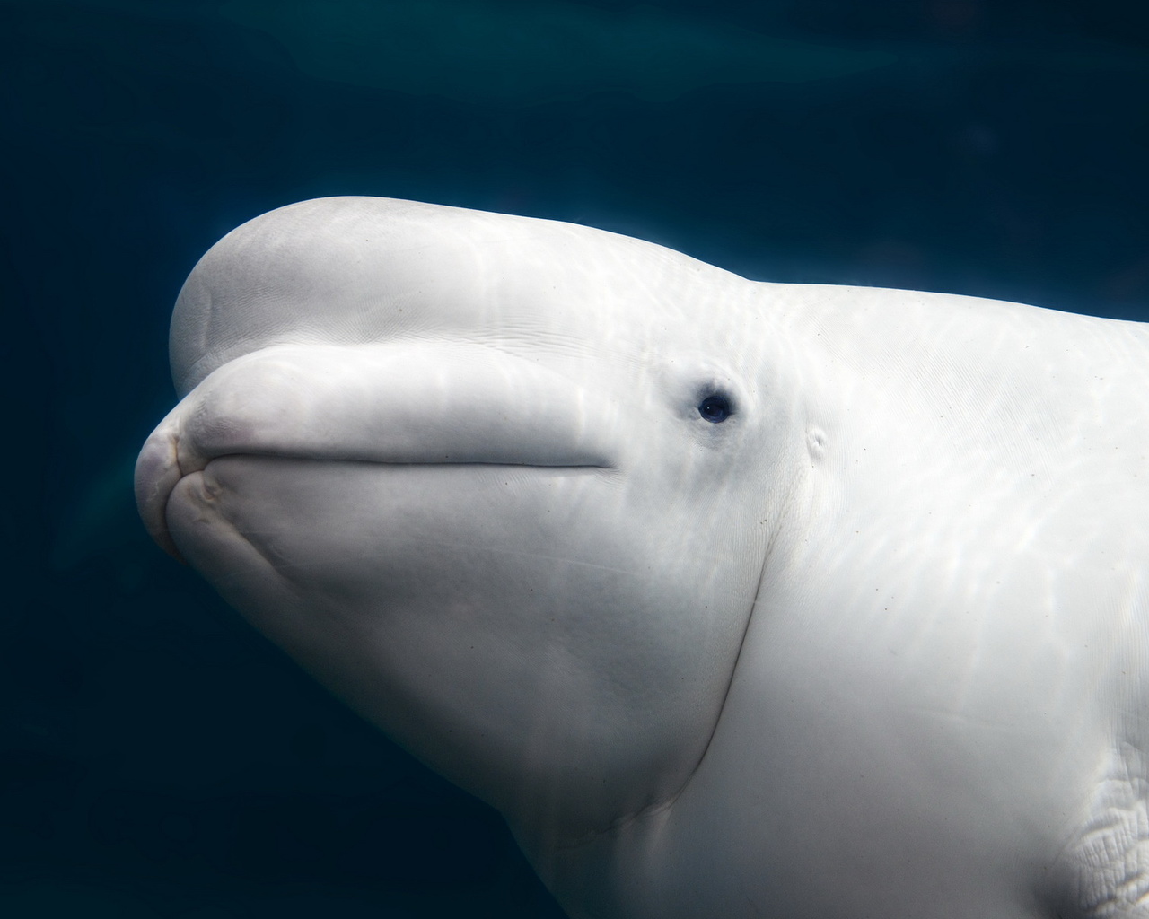 beluga whale, aquarium, white