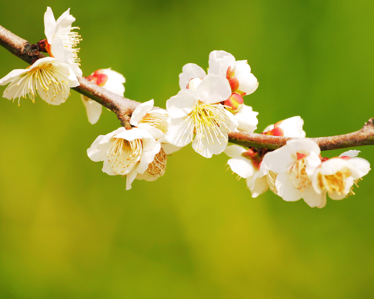 macro, bench, tree, flower