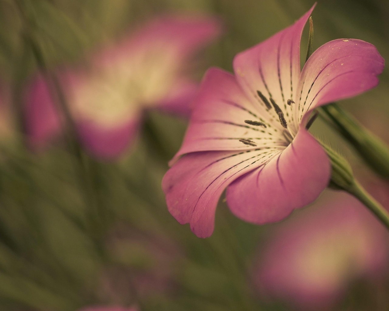 macro, flower, branch, tree, pink