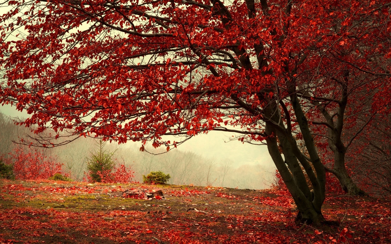 autum, tree, leaves, flower, sun, sunlight