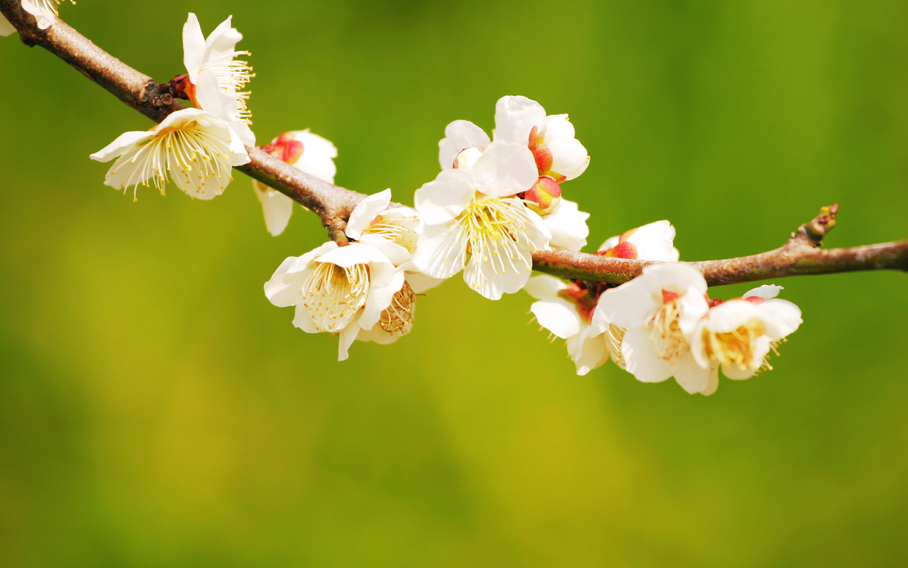 macro, bench, tree, flower