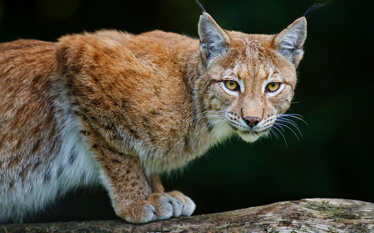 bobcat, lynx, , 