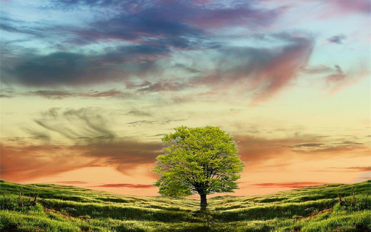 tree, hills, grass, sky