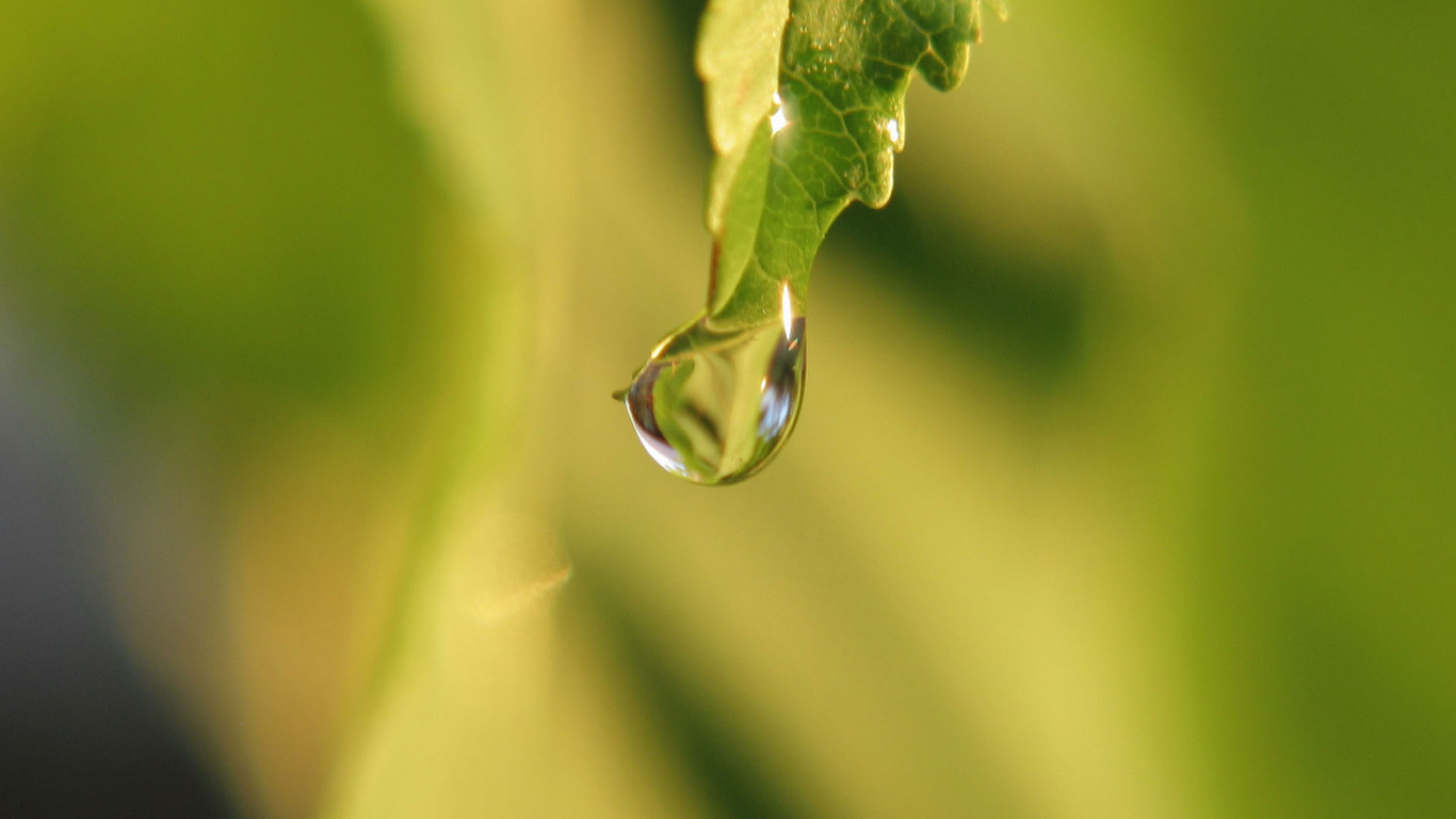 drop, simple, branch, water, macro