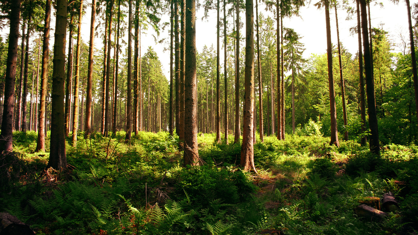 forest, tree, patch, sunlight