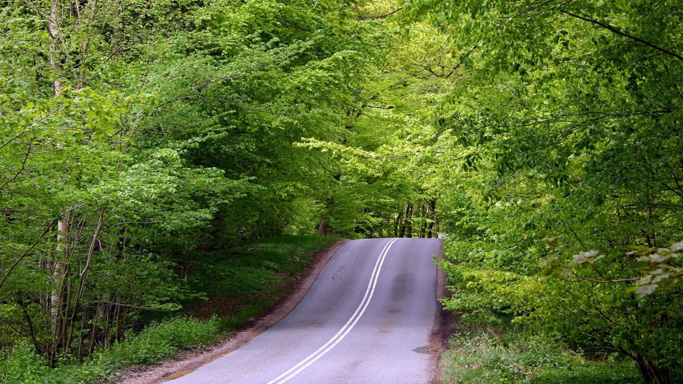 hill, street, road, tree, green