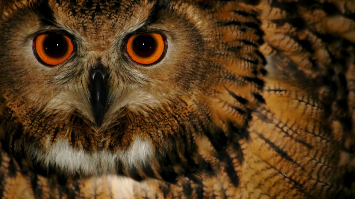 owl, bird, wild, eyes