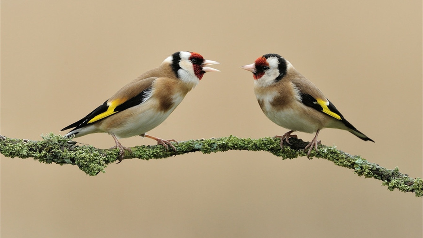 birds, branch, tree, wild