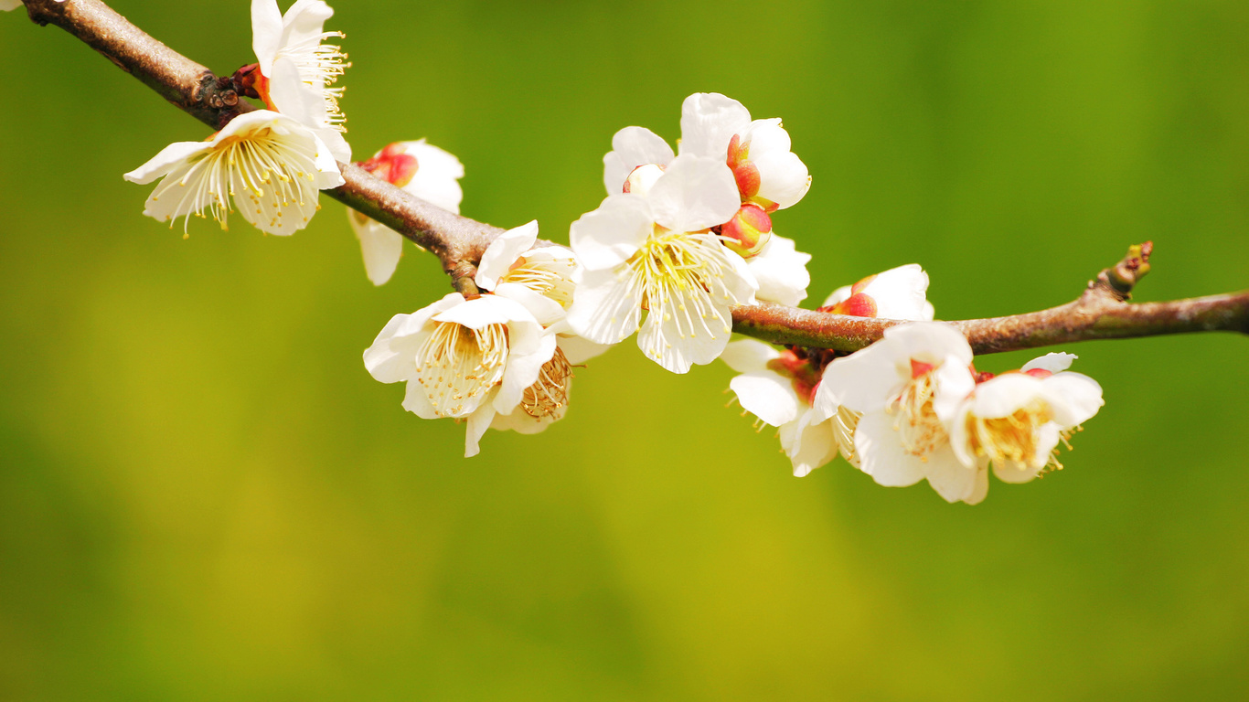 macro, bench, tree, flower