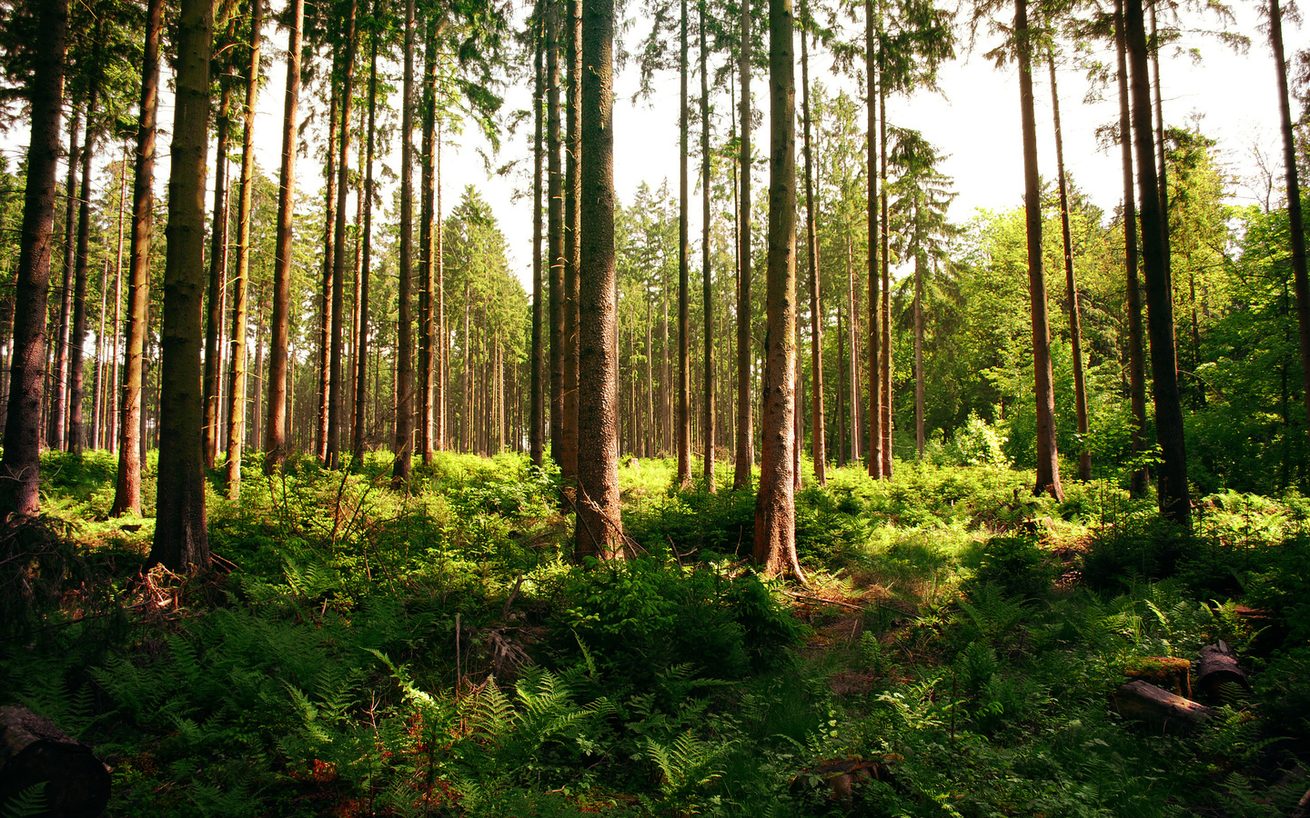 forest, tree, patch, sunlight