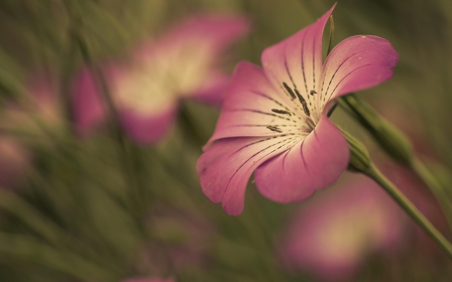 macro, flower, branch, tree, pink