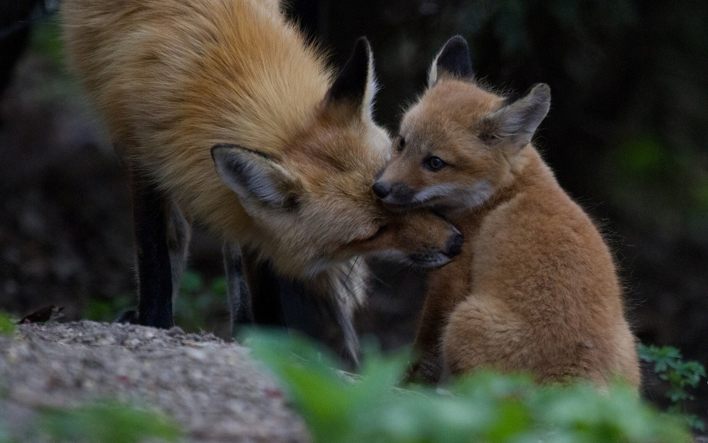 fox, forest, tree, wild