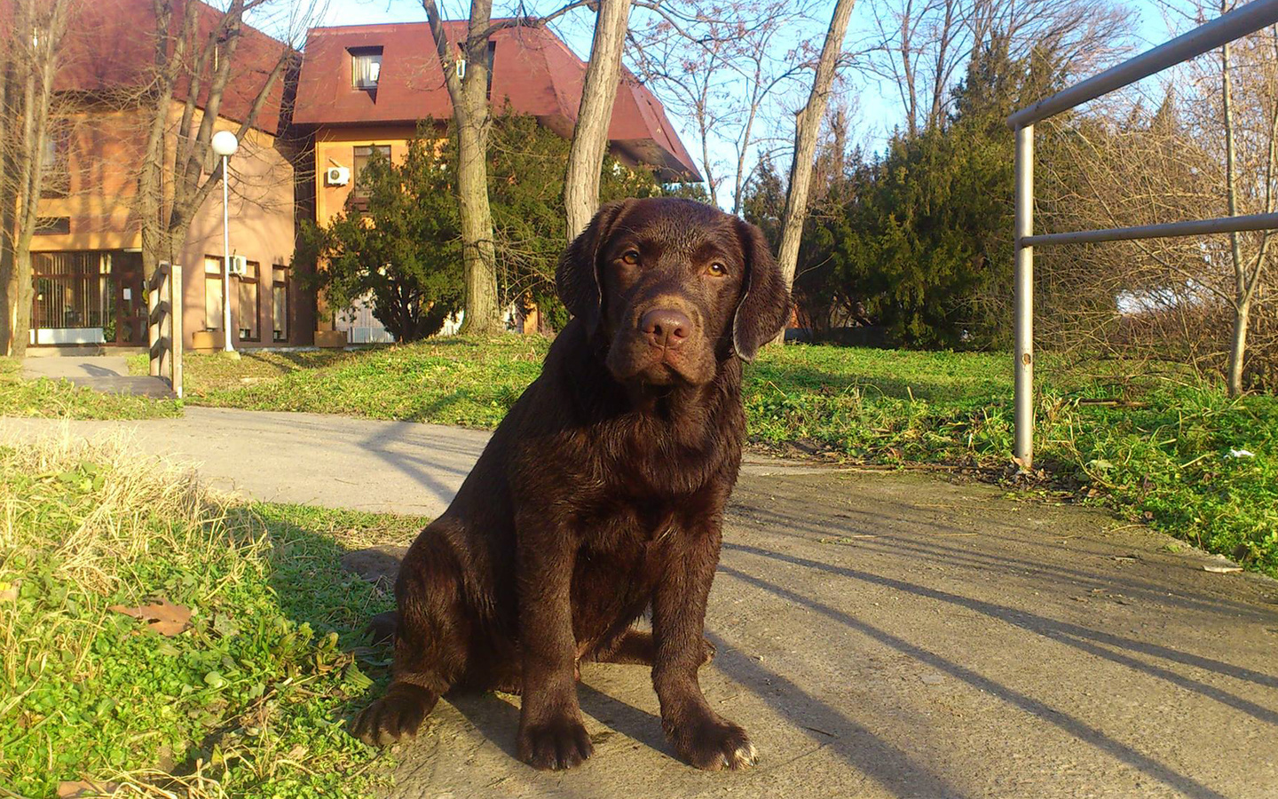 , , puppy, glass, dog