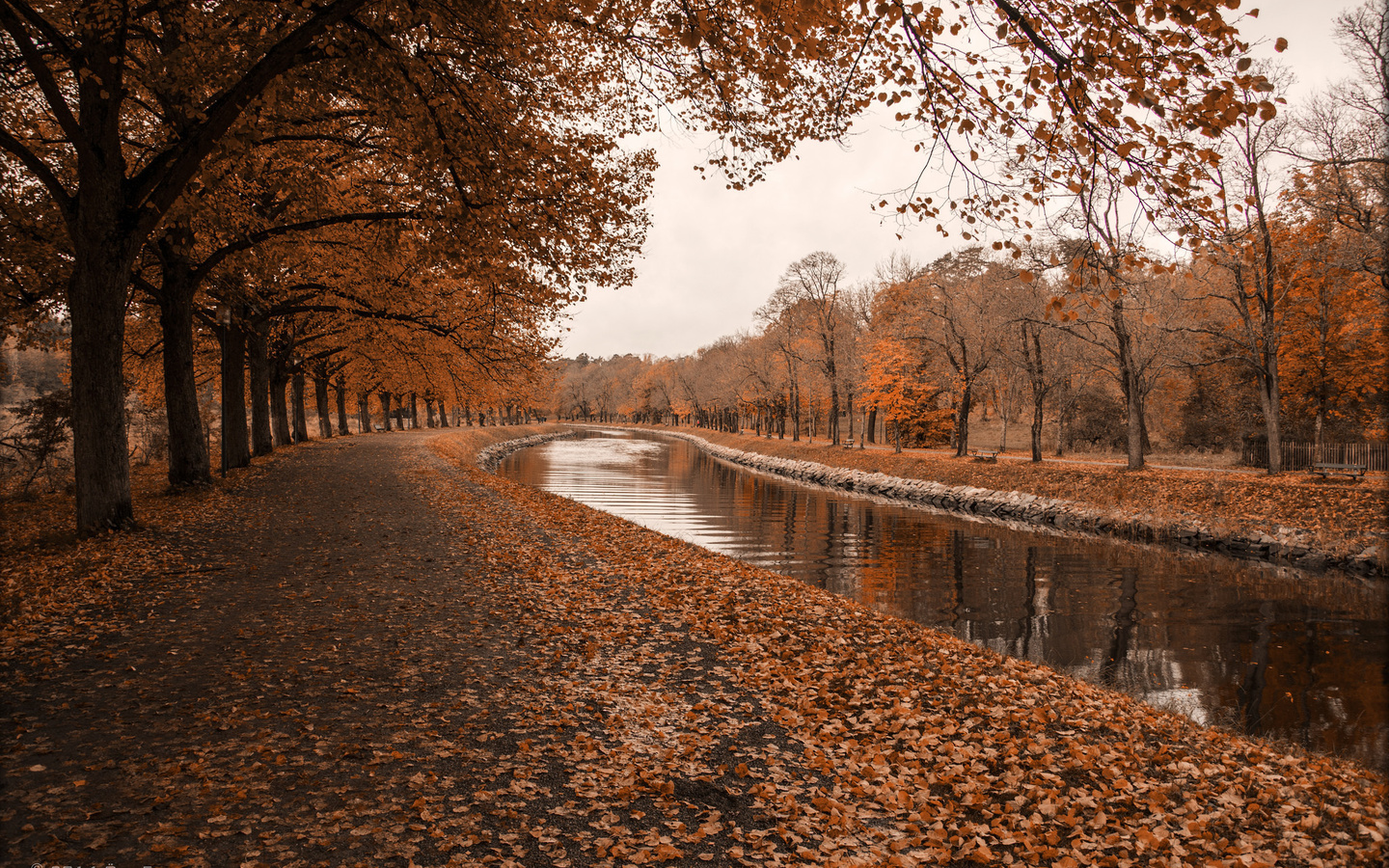 autumn, river, tree, leaves