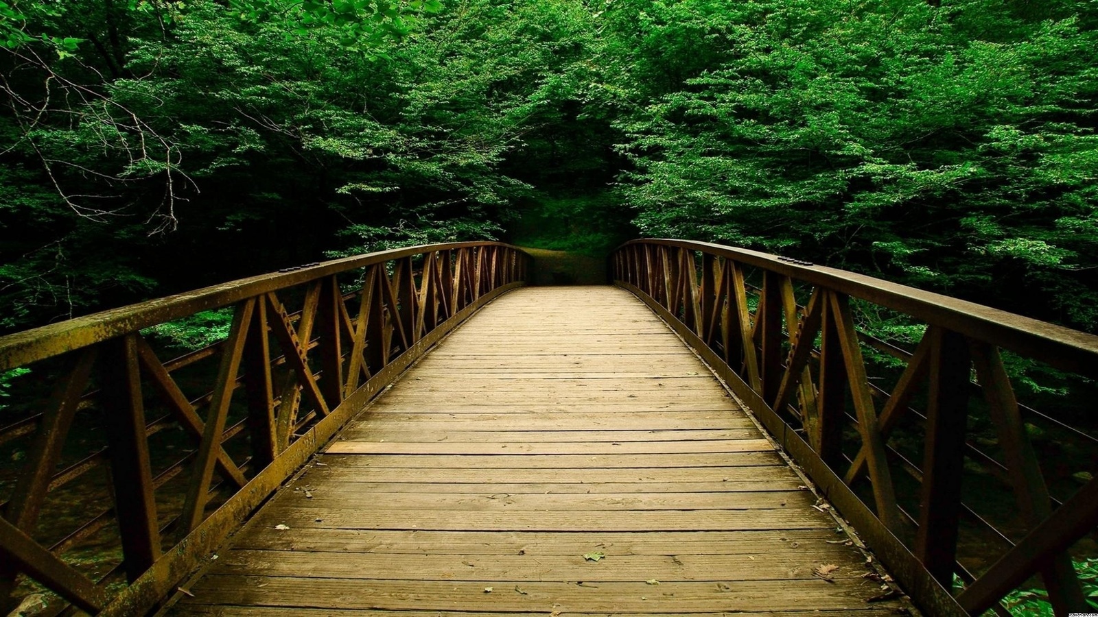 forest, bridge, tree, patch