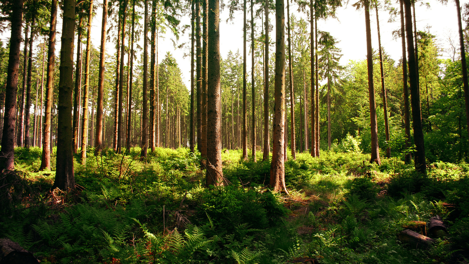 forest, tree, patch, sunlight