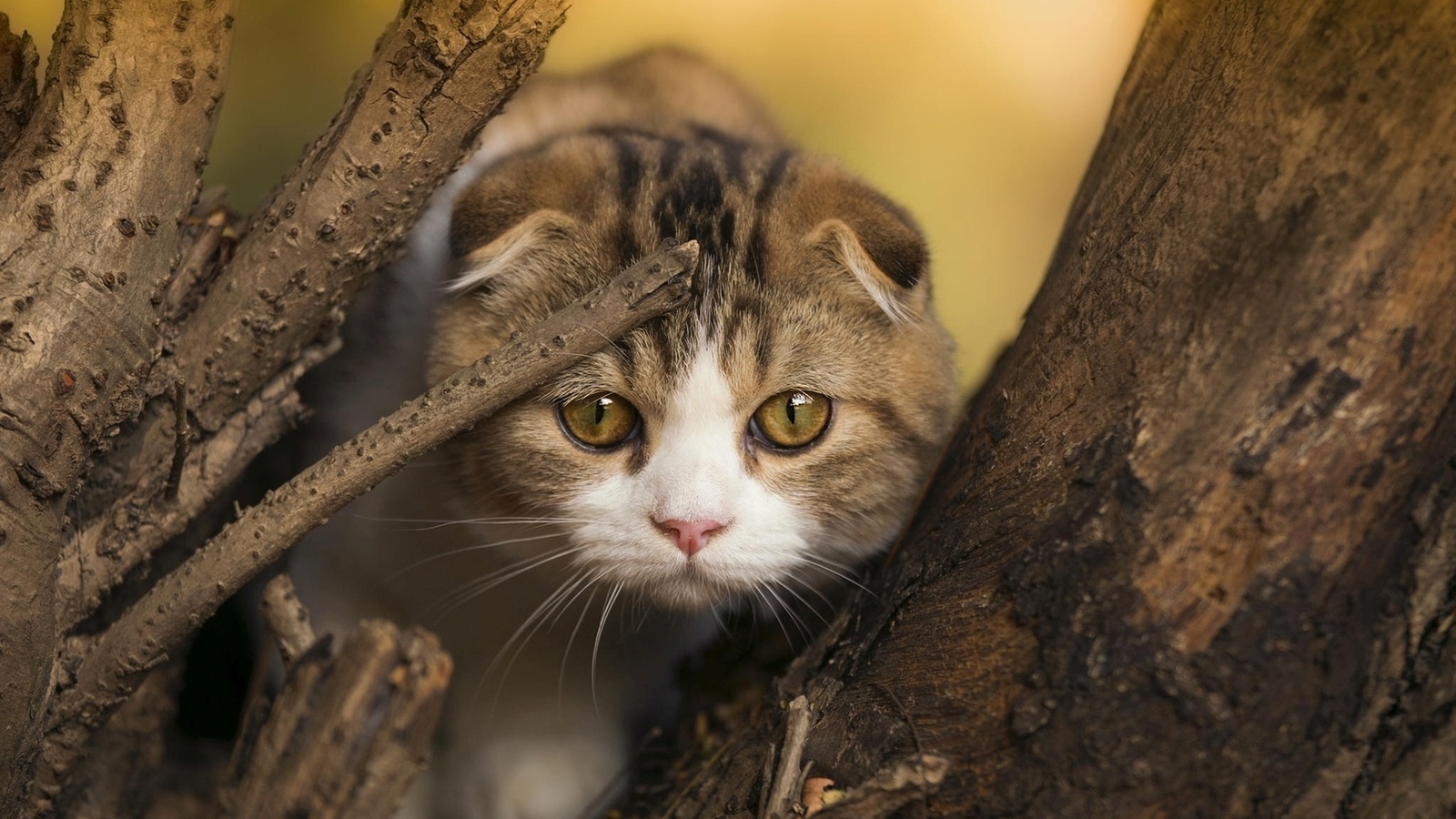 cat, fence, grass, tree, , , , 