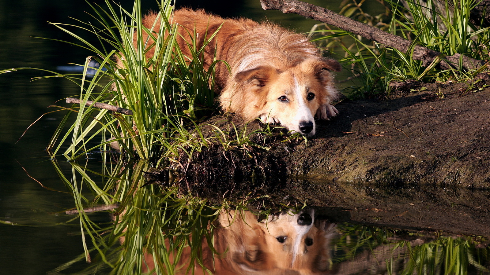 dog, rock, mountain, tree, grass, reflection