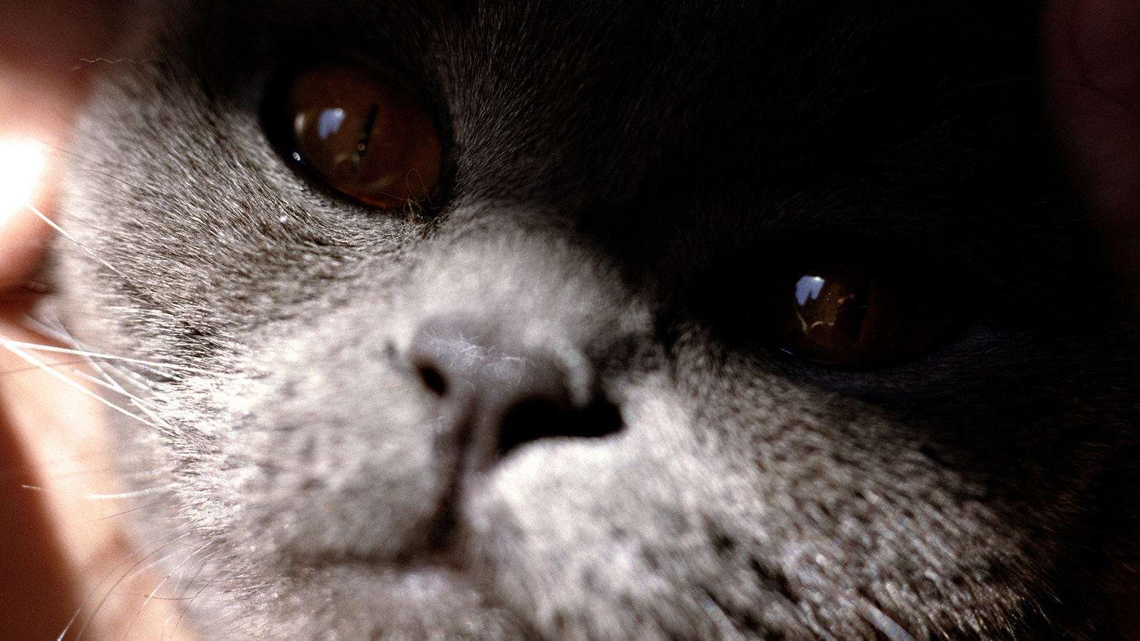 cat, black, feline, house