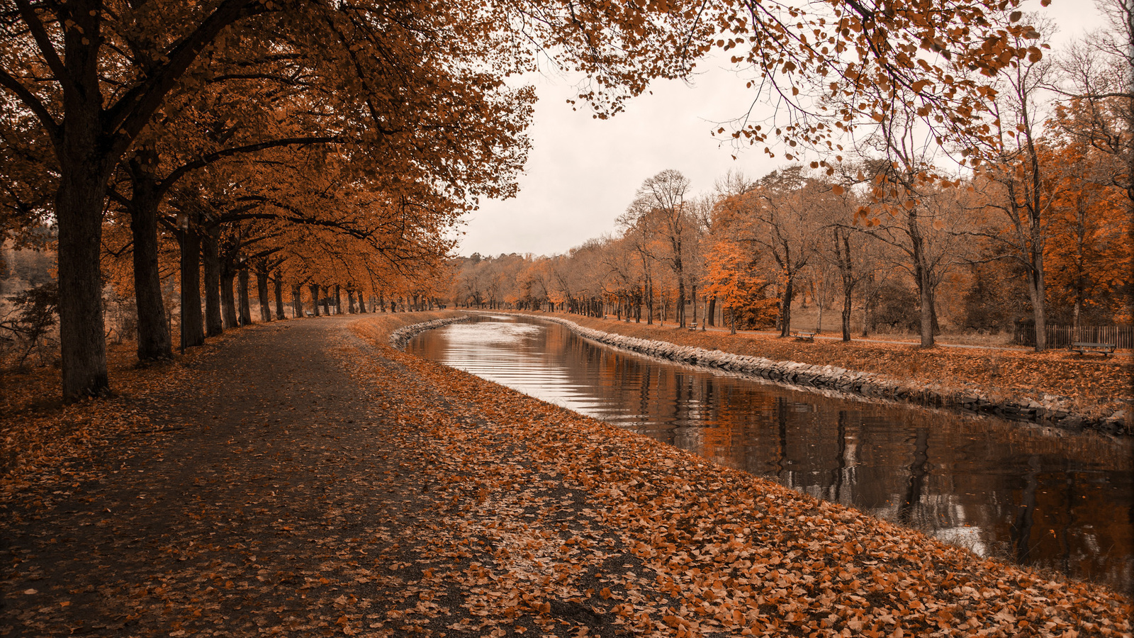 autumn, river, tree, leaves