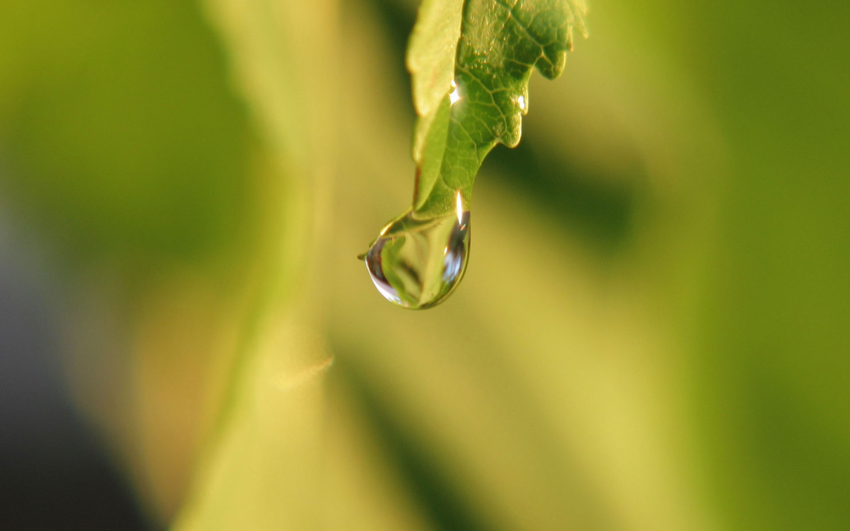 drop, simple, branch, water, macro