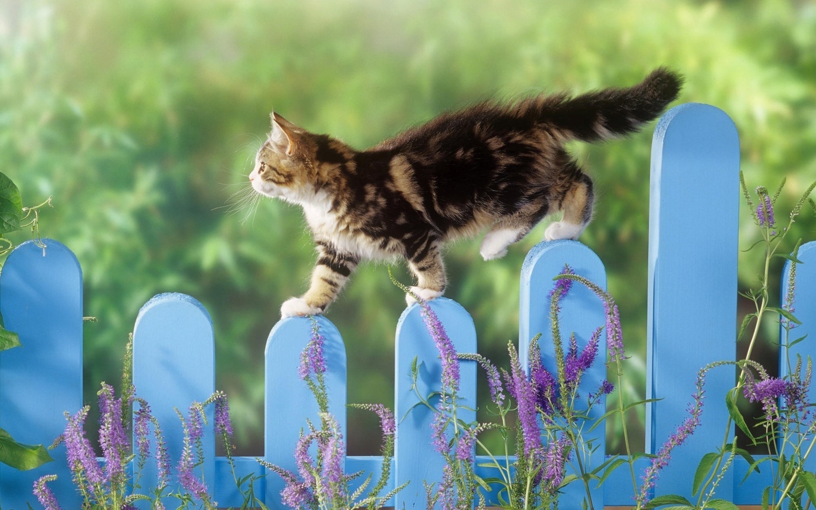 cat, fence, grass, tree