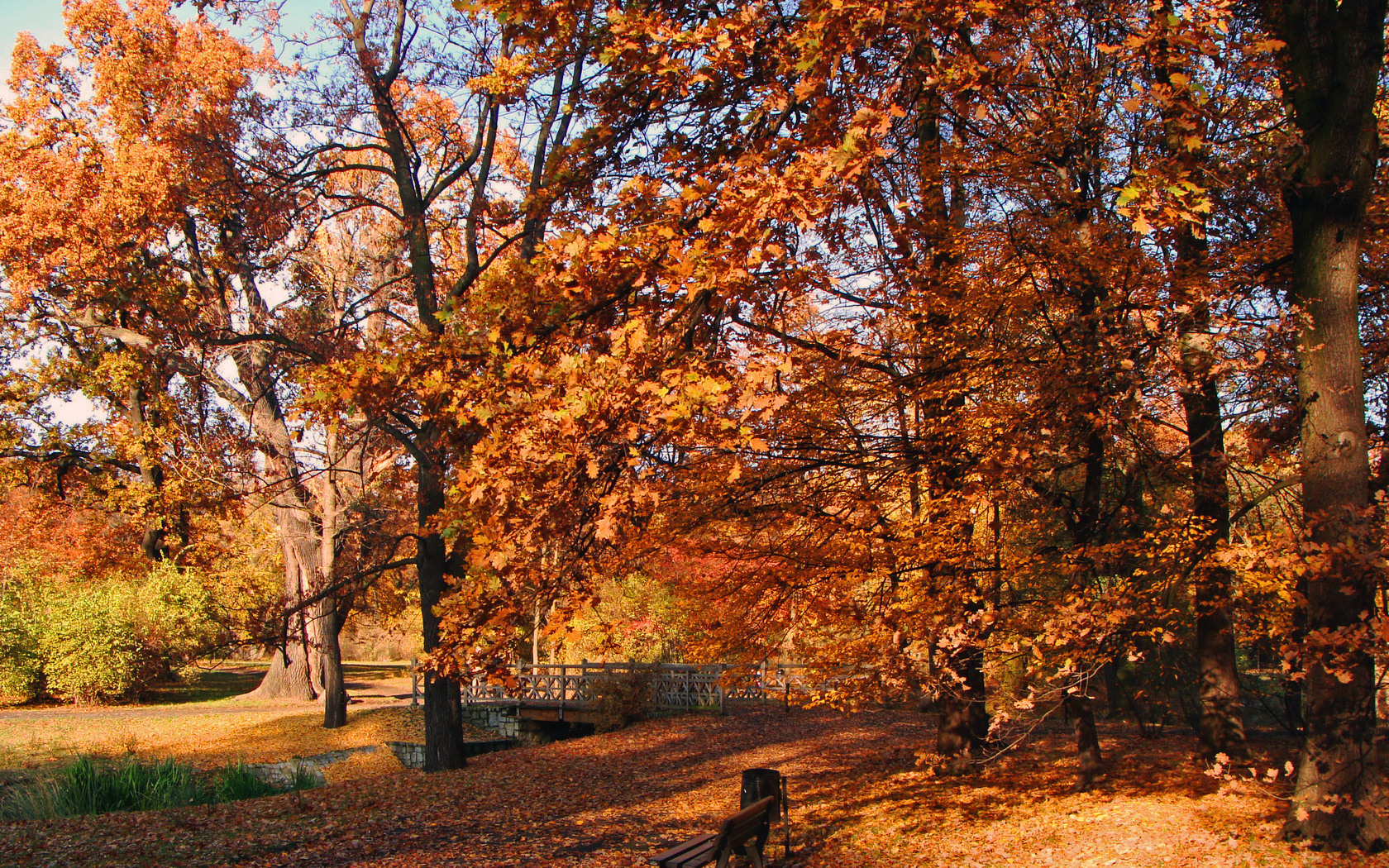 autum, tree, leaves, flower, sun, sunlight, , 