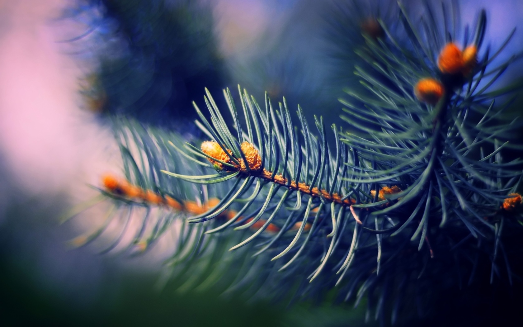 macro, bench, tree, flower