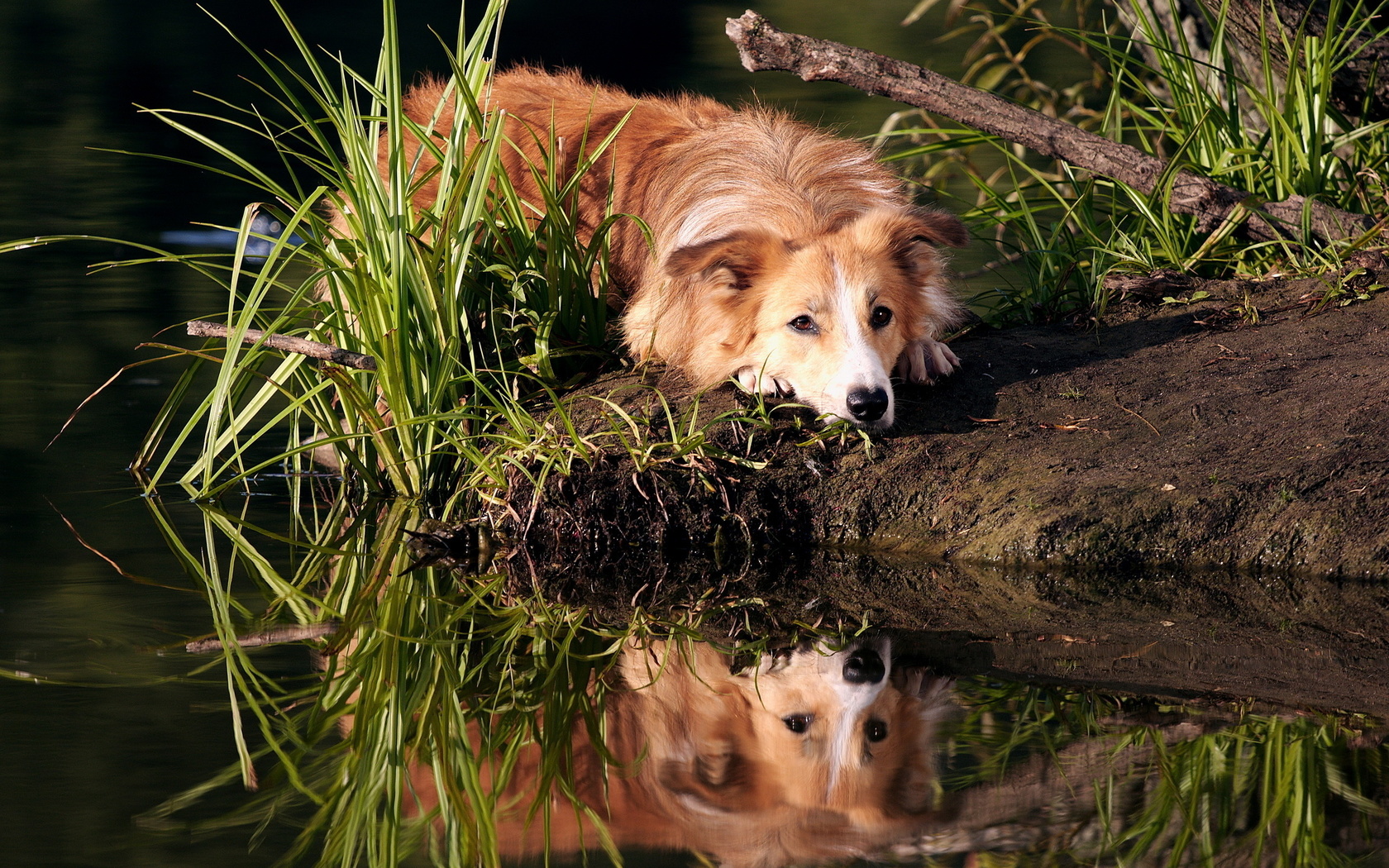 dog, rock, mountain, tree, grass, reflection