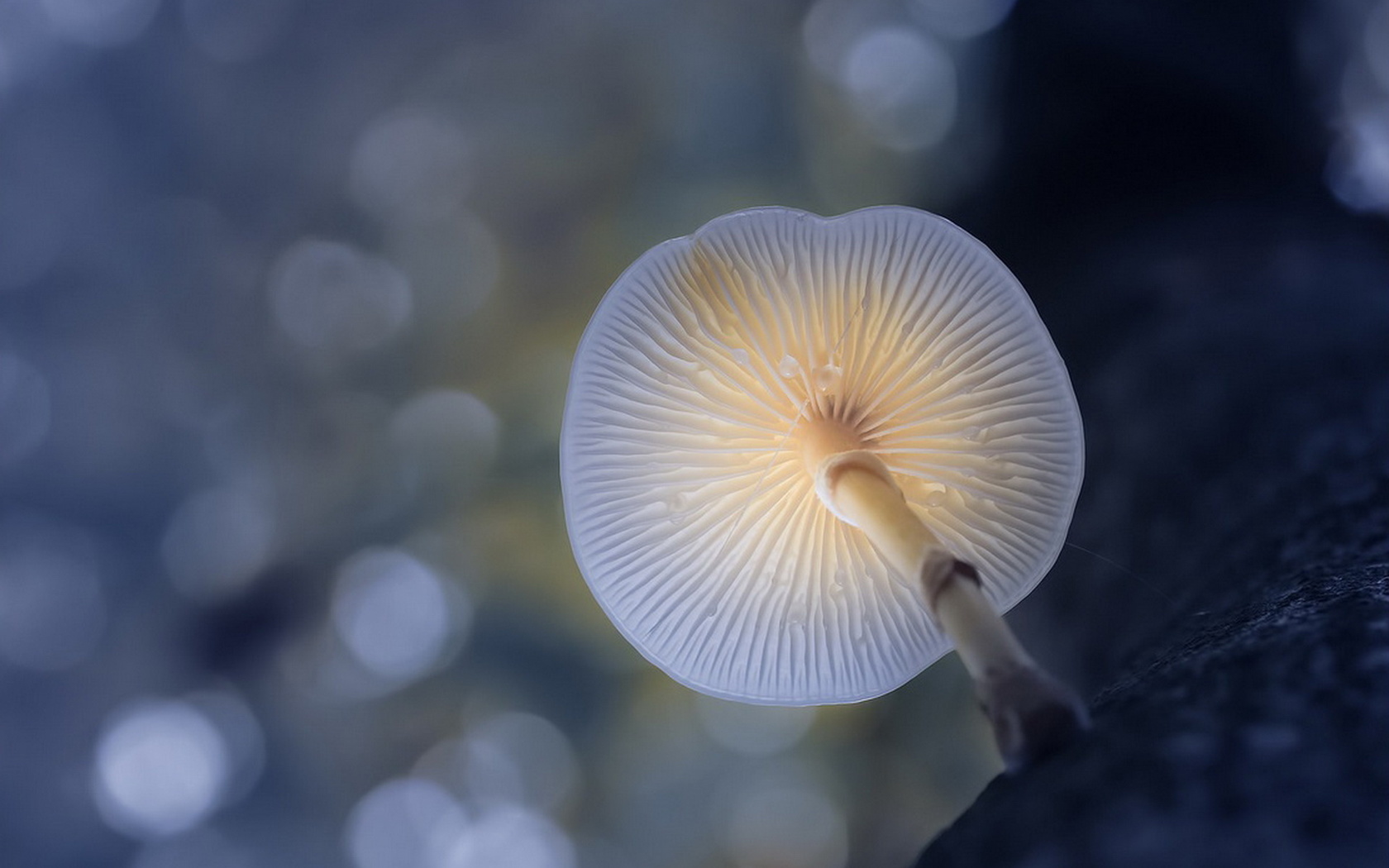Свет грибы