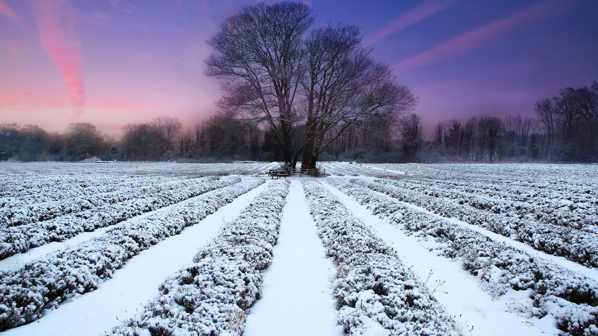 tree, sunset, fields, sky, purple, snow