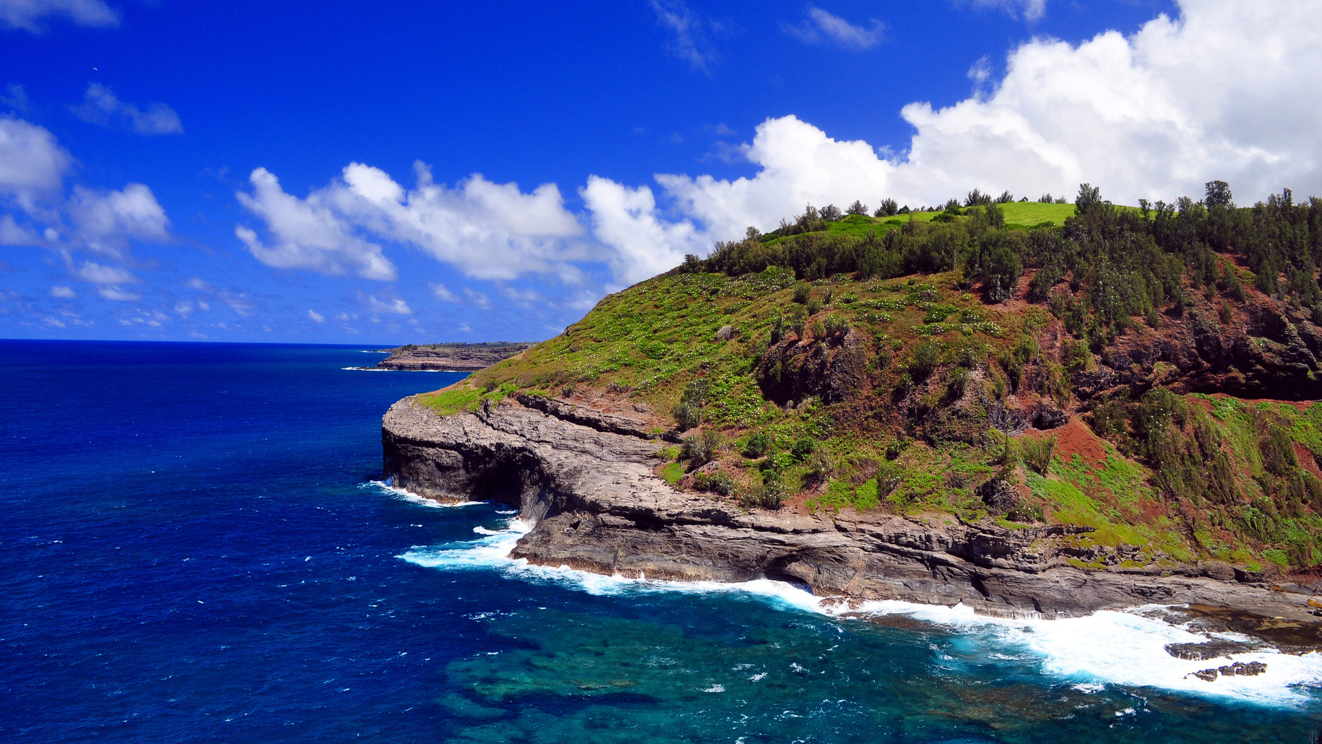 ocean, beach, tree, water, sky