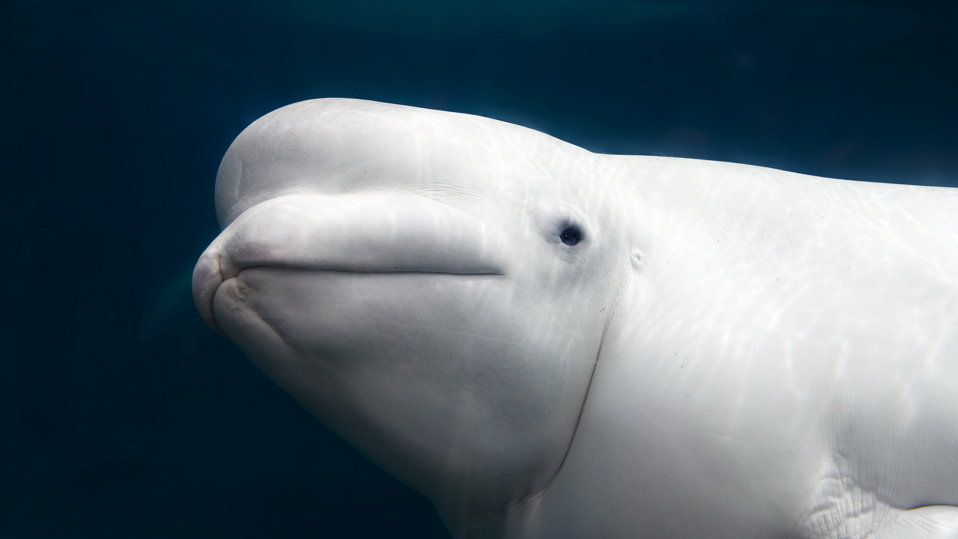 beluga whale, aquarium, white