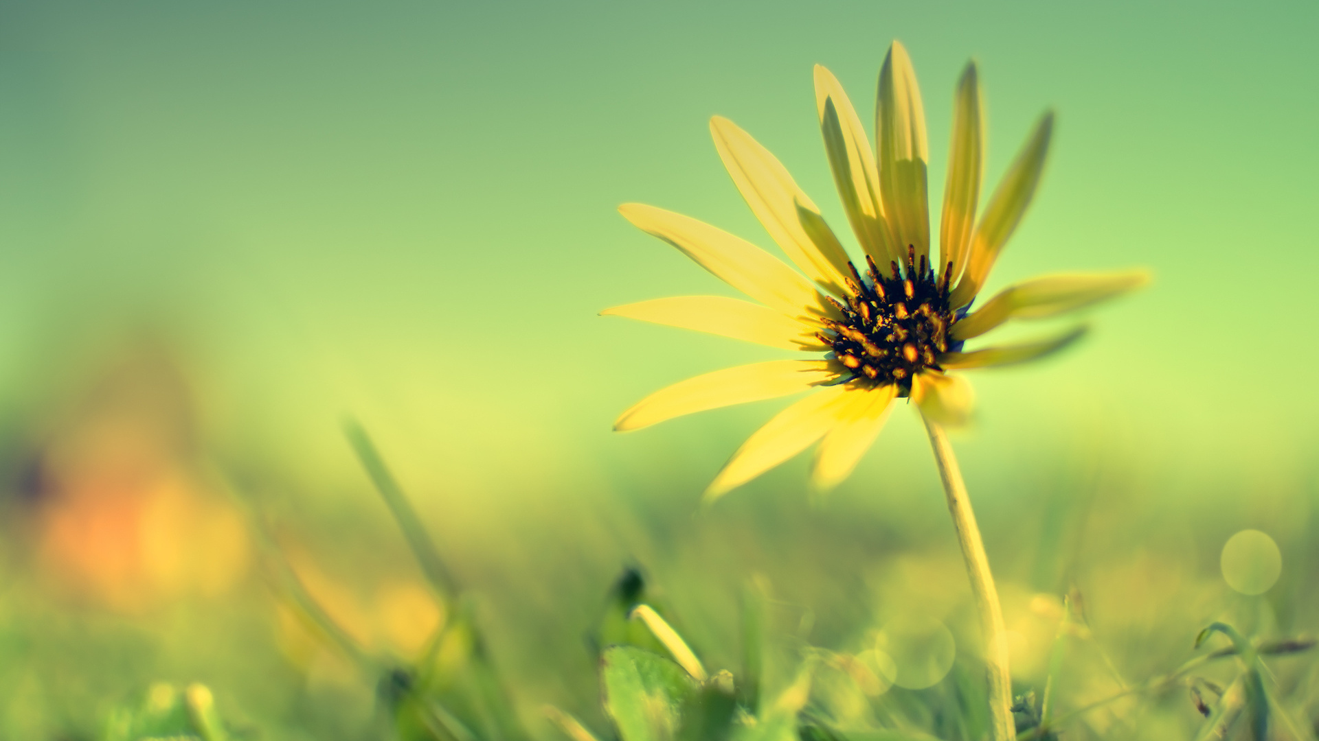 flower, sunflower.fields, sky